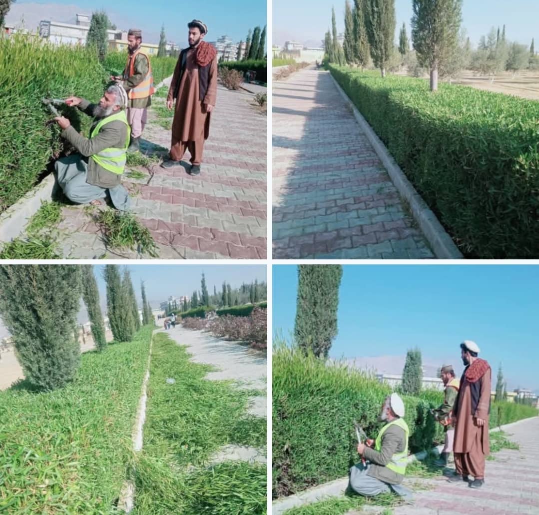 قينچي کاري