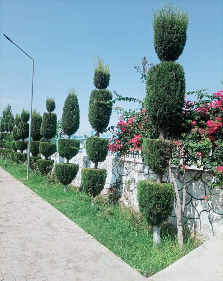 د ښاروالۍ د ښکلا چارې