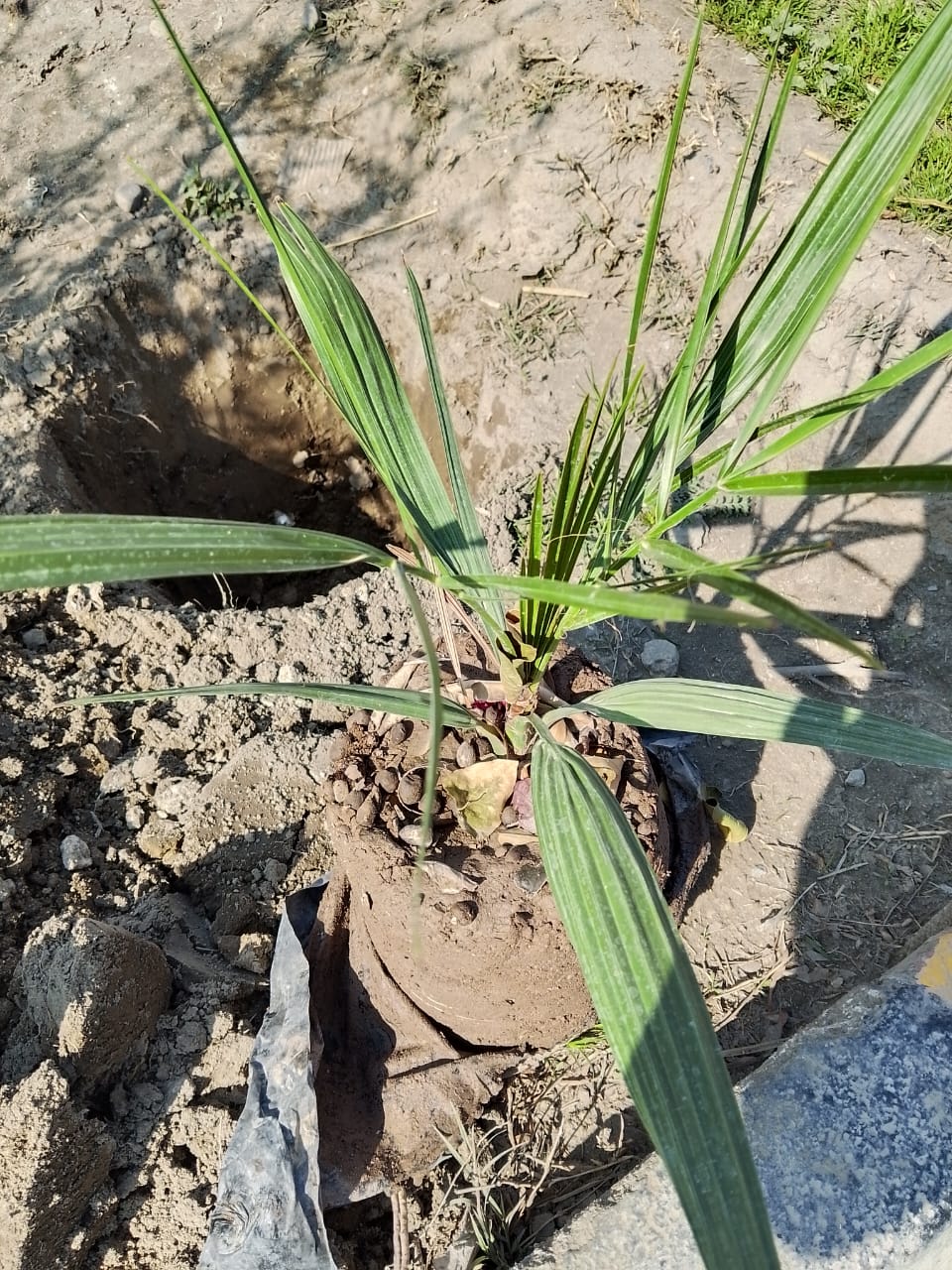 خرما نيالګي